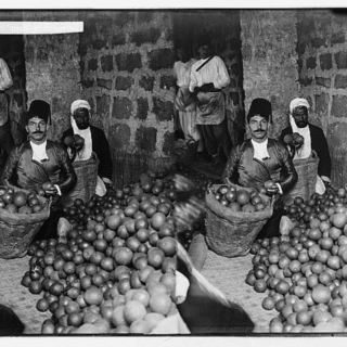 Grading Jaffa oranges, 1900-1920