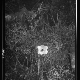 Wild flowers of Palestine, 1925-1946