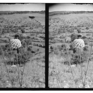 Stereoscopic photo of wildflower umbels in field